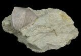 Blastoid (Pentremites) Fossil - Illinois #42826-2
